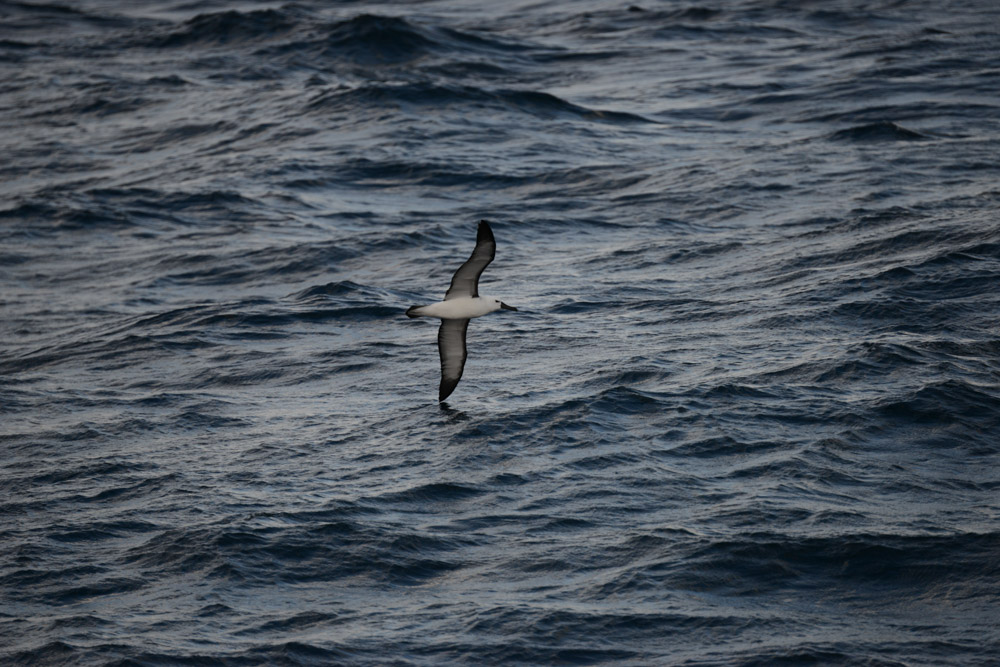 The tip of a juvenile Yellow-nosed albatross almost touches the wave as it glides millimetres above.