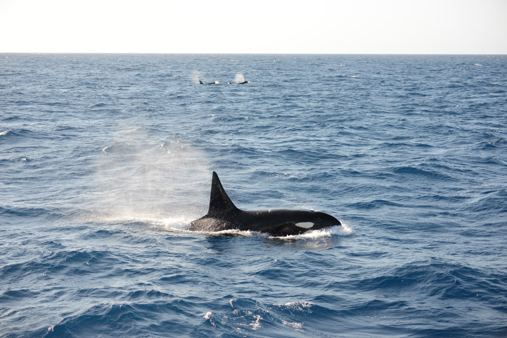 Trifecta. Male with tall dorsal fin in foreground, females or juvenile males beyond.