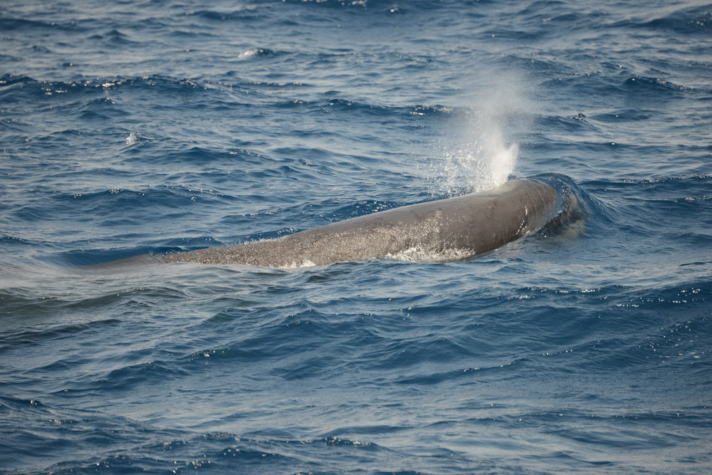 Left-angled Blow. Characteristically heading to the left, sperm whales possess a single blowhole with the blow expelled on a low, left-angled orientation.