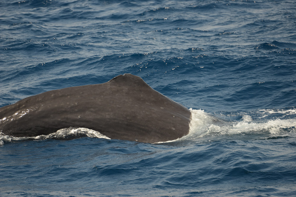Rounding to Dive. This whale, a male in a bachelor herd we observed near Christmas Island, rounds its' body showing the distinctive dorsal fin, before making a deep, sounding dive.