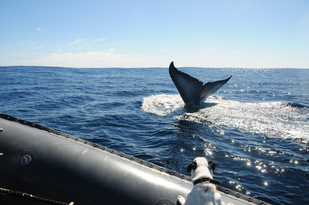 As a 22 metre long pygmy blue whale raised its’ 7 metre wide tail flukes in a sounding dive, Skipper was ecstatic!