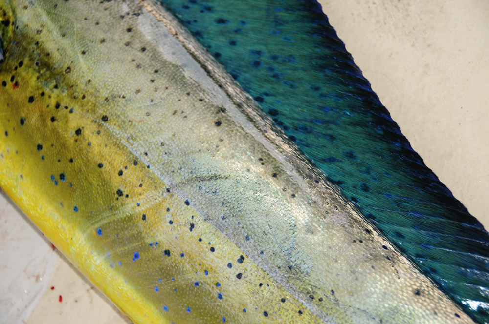 The vibrant yellow and green colours of a pelagic mahi-mahi or dolphin fish can even be seen while being brought in on the line. Such a magnificent fish!