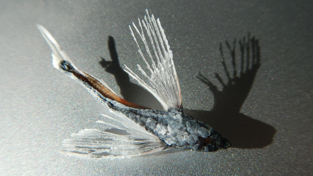 Flying Fish Specimen. This tiny flying fish landed on our deck, sadly unable to fly again.