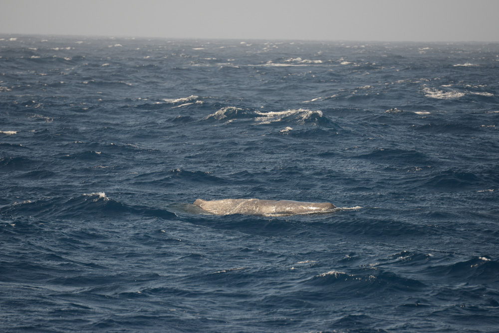 Right Beside The Boat. This whale surfaced so close I saw the top 1/10th arc of its' blow through the wheelhouse windows!