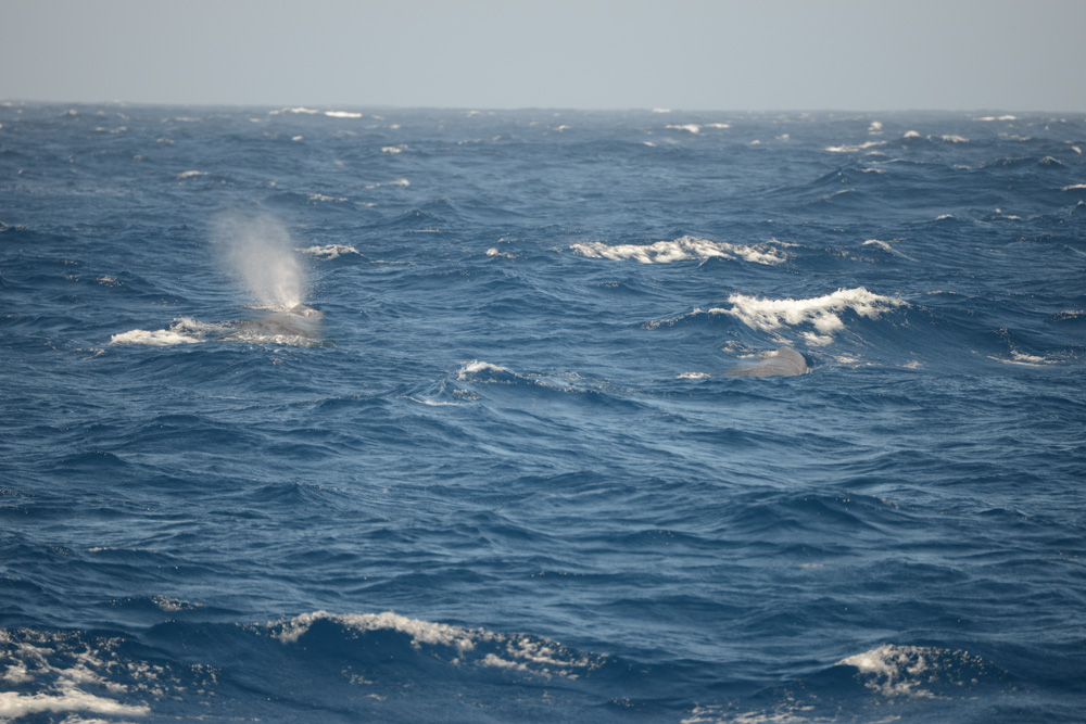 Bachelor Herd Life. Two subadult male sperm whales travel together. 