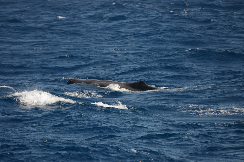 Riding the Waves. Subadult sperm whale travelling westward along the swell.