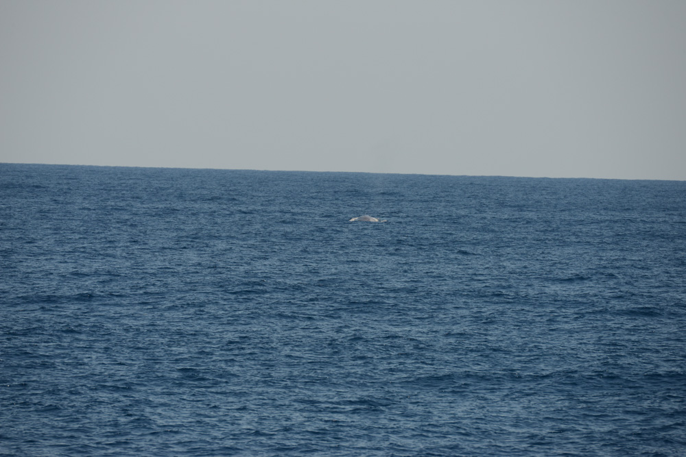 Ah huh, the maths worked, well done Rodney and Rob! With Rodney's Super Blue Whale Finder and some super maths by Rob, we found this pygmy blue whale! Hardly small, this animal was 22 m long and with such a large girth, we presume it was pregnant. We wish the next generation well!
