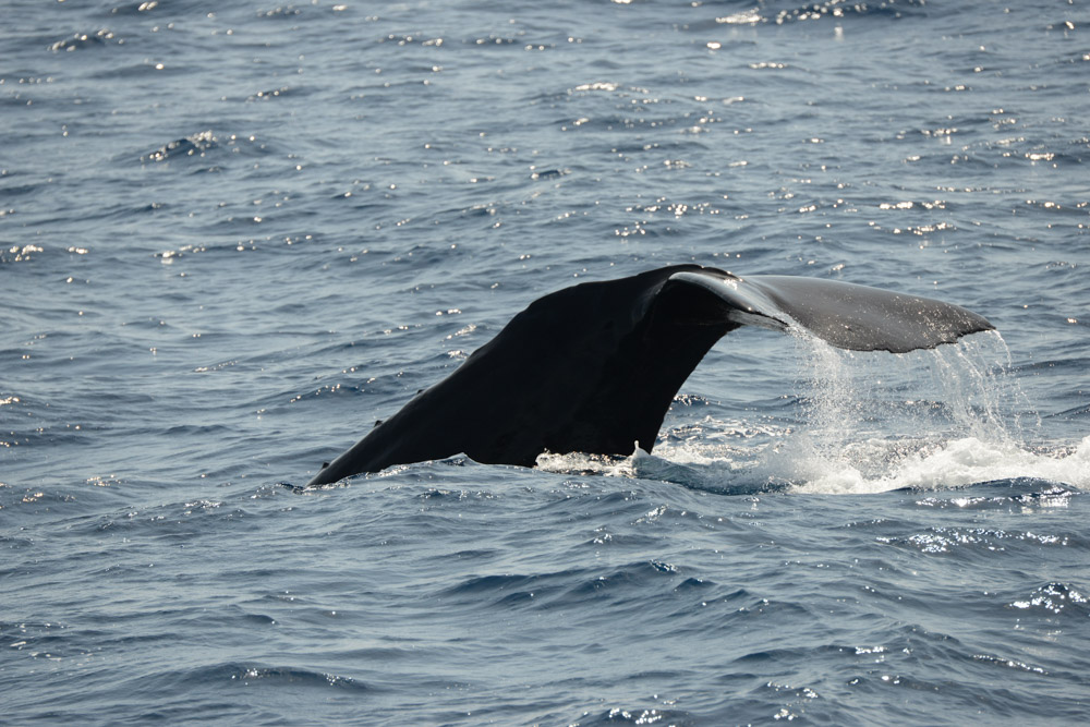 Racket-makers. Sperm whales, these are the wonderful animals we heard for more than 7 hours straight!