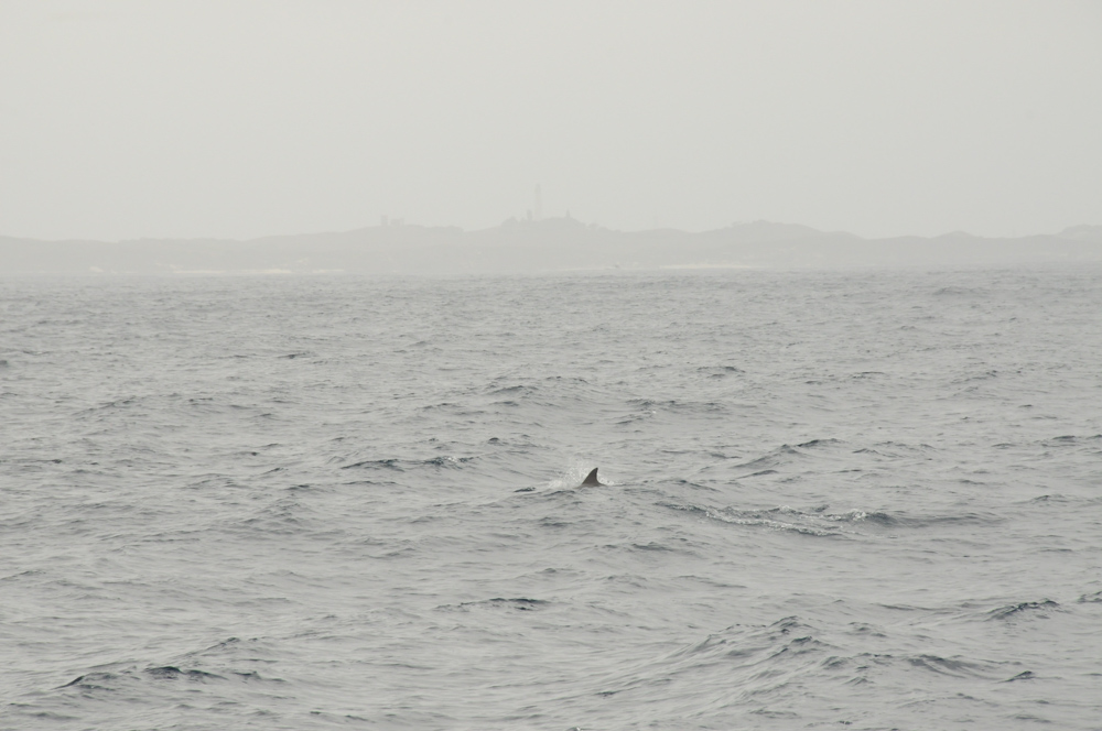 Rotto Fins. After dropping our lines near 9am, a Tursiops sighting near Rottnest Island began our marine mammal journey.