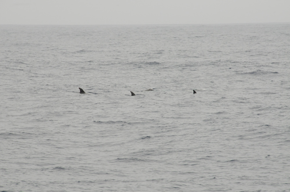 Grey Haze. In the grey, near-gloom, a short encounter with a pod of Risso's dolphins delighted!