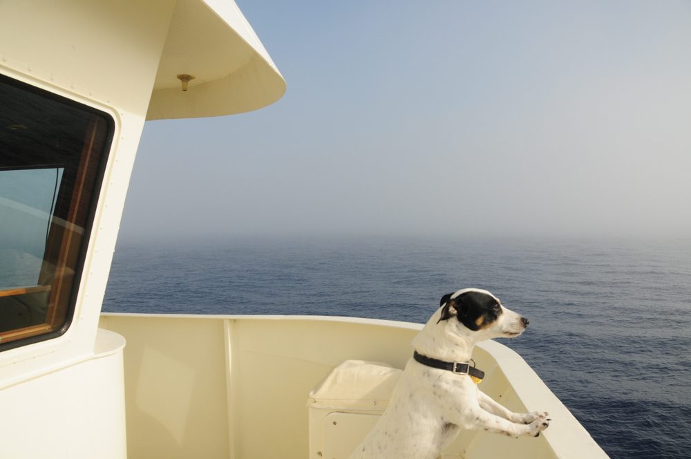 Sea Dog Meet Sea Fog. Another first for Mr. Skipper.
