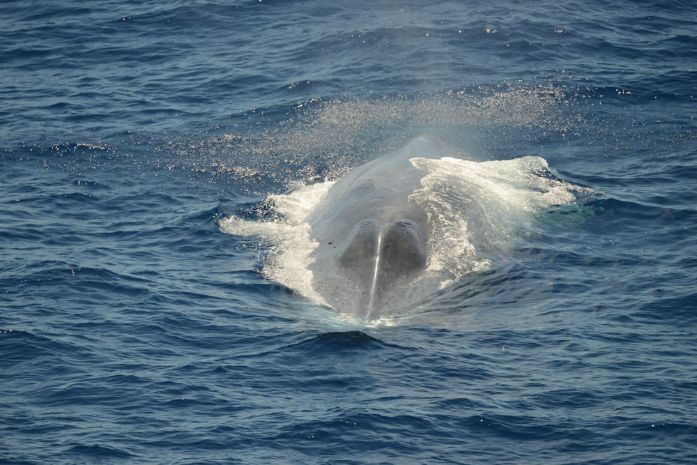 A Pygmy Blue Whale. Pod 1, an animal approximately 22 m long, came over to check out Whale Song!