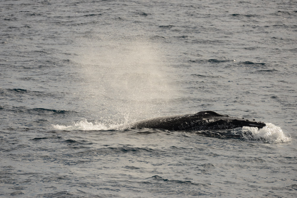 We have humpback whales on the loose again! It was lovely to see these friends again!