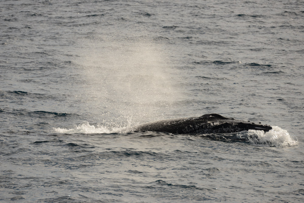 We have humpback whales on the loose again!  It was lovely to see these friends again!