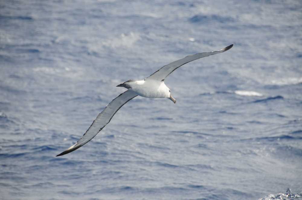 Mr. Albatross. A Shy Albatross that was not too shy.