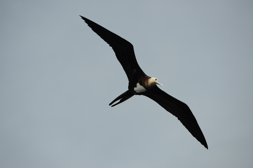 Rest Spot? This Great Frigatebird has designs on our flybridge.  With 250 nm to go to Cocos, that juvenile will be exhausted upon arrival. Where have the two Frigatebirds and about 20 Sooty Terns been?