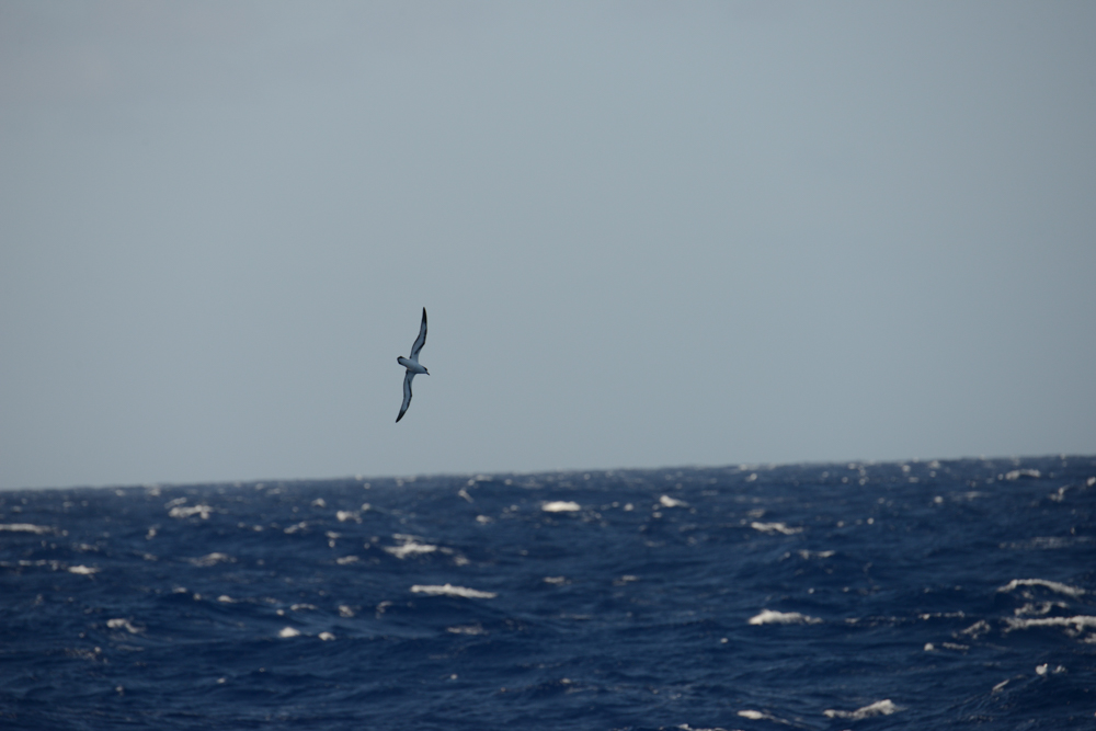 1400 nm From Land. Two Barau's Petrels toss and turn in the wind.  They are headed where we have been.  To more blue water!