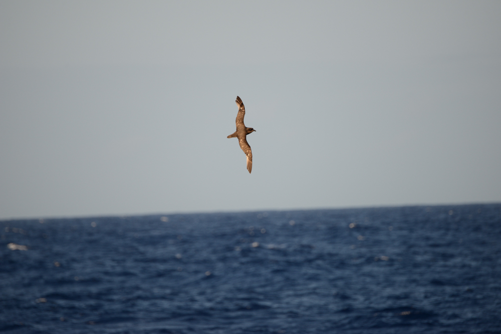 Far from Land. Over one thousand miles from the Australian continent, a Wedge-tailed Shearwater glides above the waves. 