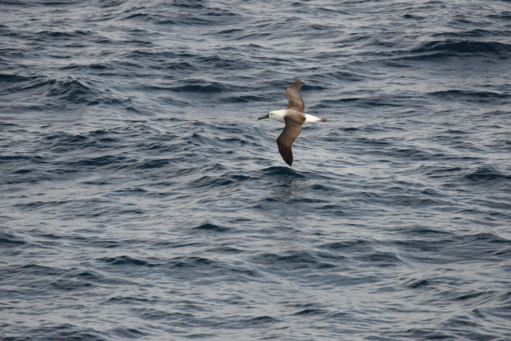 A juvenile Yellow-nosed albatross cruised by, I love to be in the company of albatross.
