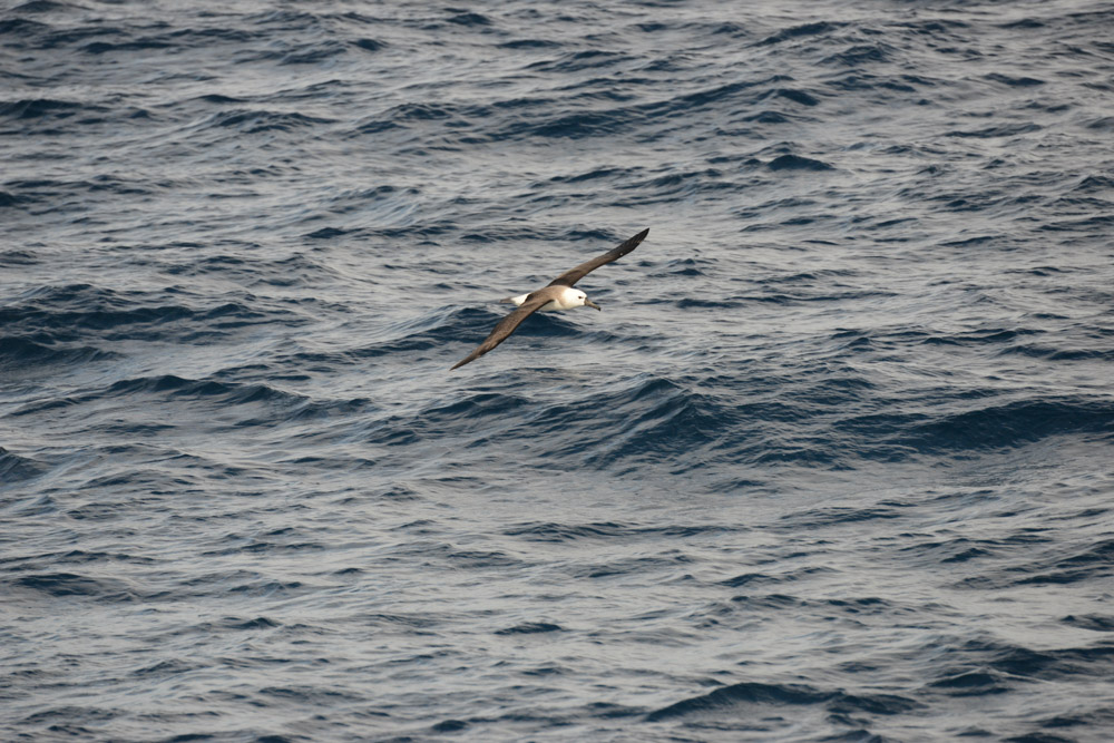 A juvenile Black-browed albatross also came by, what a treat to see them, even if briefly.